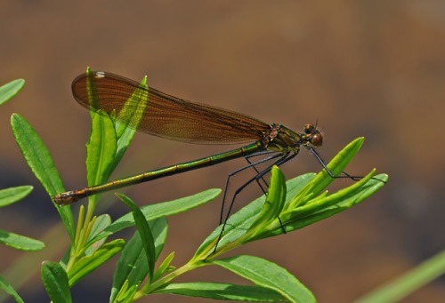 Female
11 June 2017 Randolph, VA